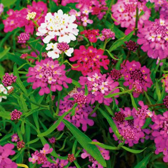 Иберис искра