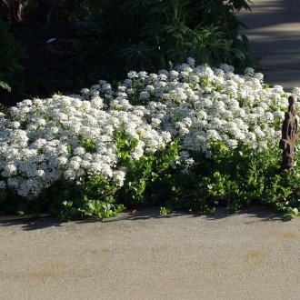 Iberis цветно легло