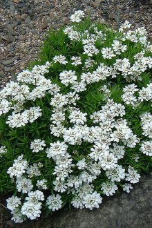 Иберис храст