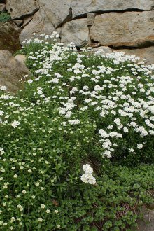 Iberis в ландшафтен дизайн