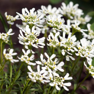 Иберис многогодишен