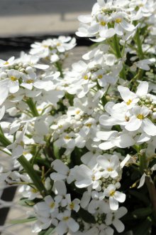 Иберис кацане