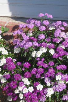 Градина Иберис