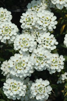 Иберис снежинка