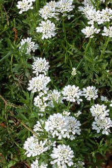 Грижи за Iberis