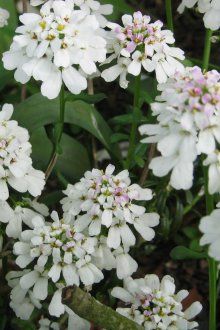 Иберис вечнозелен