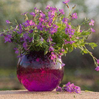 Bouquet of Aubrieta