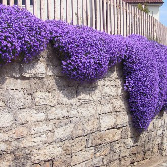 Aubrieta in the decor of the garden