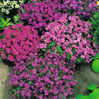 Aubrieta Cascade