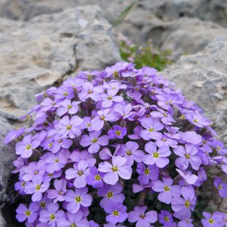 Aubriet at the flowerbed