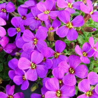 Aubrieta perennial