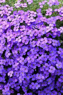 Aubrieta