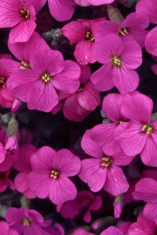 Aubrieta annual