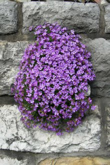 Aubriet in gardening