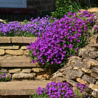 Aubrieta in Rockariya