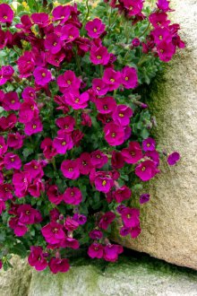 Aubrieta pink