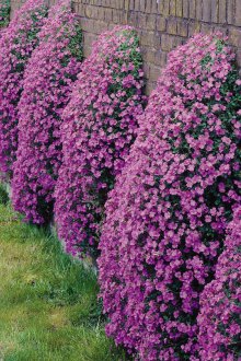 Aubriet in the garden