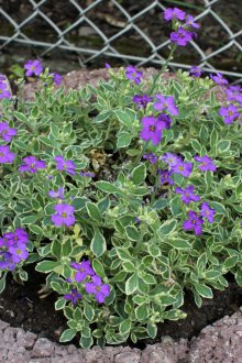 Aubrieta garden