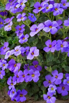Aubrieta blue