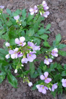 Growing Aubrieta