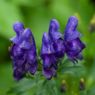 Aconite