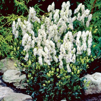 Aconite White