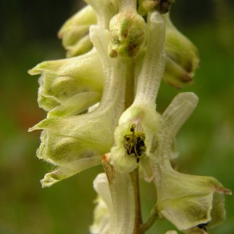Bearded Aconite