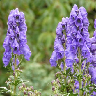 Flowering aconite