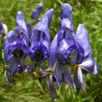 Aconite arcuate