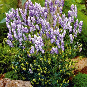 Aconite two-tone