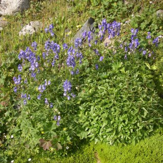 Aconite forest