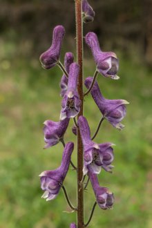 Landing Aconite