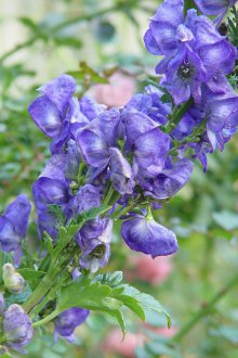 Aconite Care