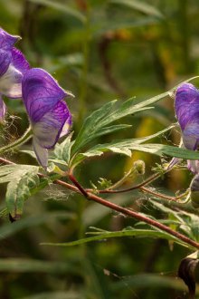 Curly Aconite