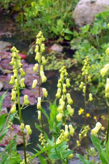 Yellow aconite