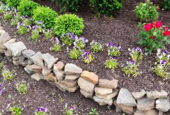 Pansies in rockeries