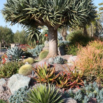 Рокария с кактуси