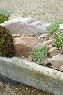 Сочна скала