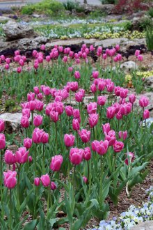 Рокария с лалета