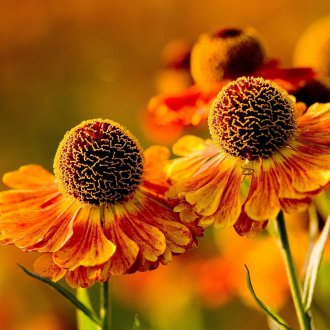 Flores de gelenio