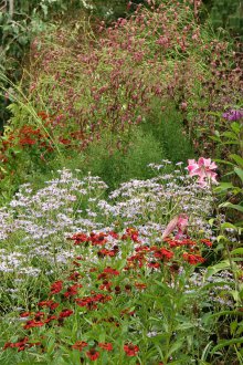 Gelenium in the decoration of the landscape
