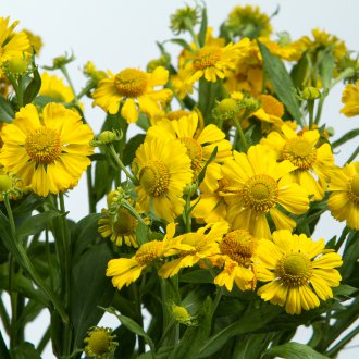 Gelenium Autumn Fire