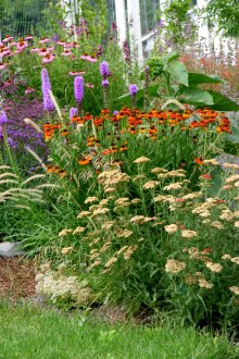 Gelenium in the rockery