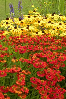 Gelenium in the garden