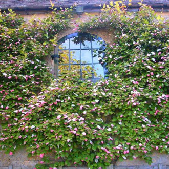 Актинидия многогодишно за даване