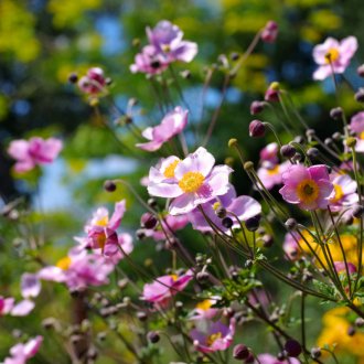 Многогодишен японски анемон за даване