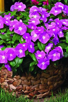 Многогодишно многогодишно растение за даване