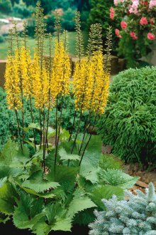 Бузулник многогодишен за даване