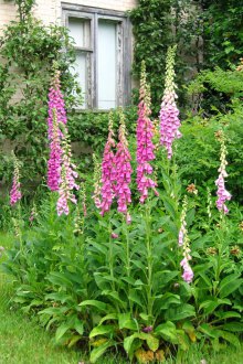 Многогодишно цвете Buzulnik за лятна резиденция