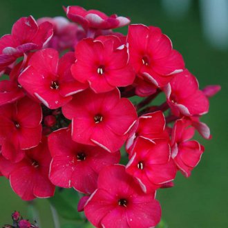 Флокс многогодишно цвете за лятна резиденция